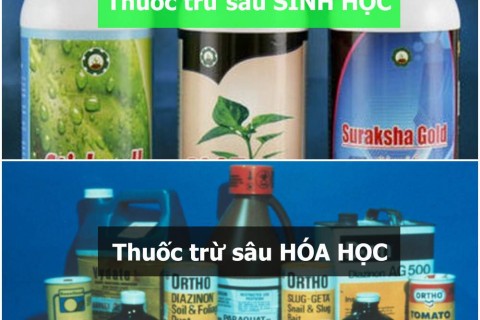 Phân biệt thuốc trừ sâu sinh học với hóa học