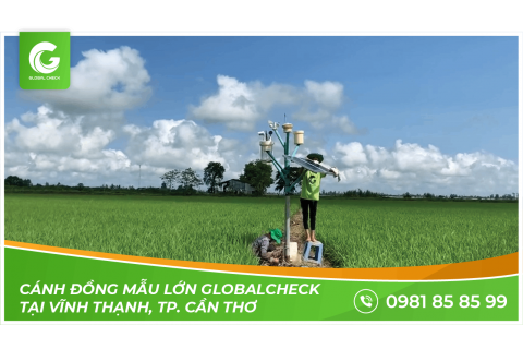 Cánh Đồng Mẫu Lớn GLOBALCHECK tại Vĩnh Tiến, Vĩnh Thạnh, TP. Cần Thơ. Trạm Giám Sát Nông Nghiệp