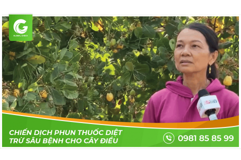 Chiến dịch phun thuốc diệt trừ sâu bệnh cho cây điều bằng máy bay nông nghiệp PGxp 2020