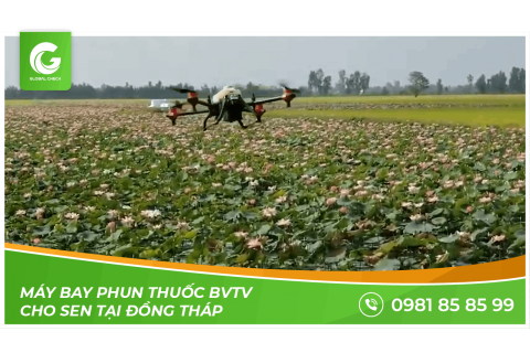 MÁY BAY PHUN THUỐC BVTV CHO SEN TẠI ĐỒNG THÁP | MÁY BAY NÔNG NGHIỆP GLOBALCHECK
