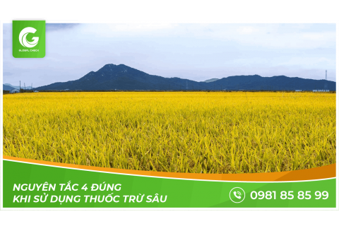 Máy bay phun thuốc, sạ giống Globalcheck với chương trình "Thời Sự Nông Thôn" VTC16