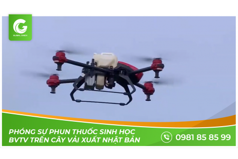 Phóng sự phun thuốc sinh học BVTV trên cây Vải xuất Nhật Bản bằng máy bay nông nghiệp Globalcheck