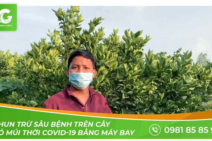 Phòng trừ sâu, bệnh cho cây có múi thời COVID-19 | Máy bay nông nghiệp Globalcheck