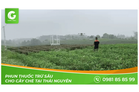 Phun Thuốc Cho Cây Chè Tại Thái Nguyên Bằng Máy Bay Phun Thuốc GLOBALCHECK