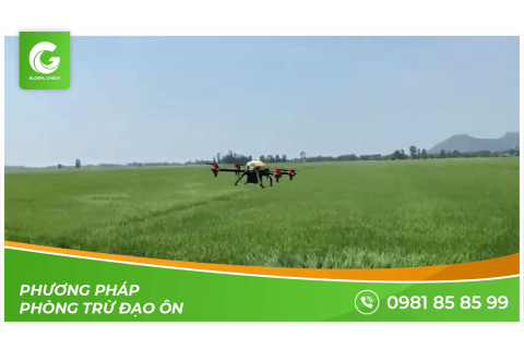 Phương cách phòng trừ Đạo Ôn | dũng sĩ trừ Đạo Ôn | Máy bay nông nghiệp Globalcheck