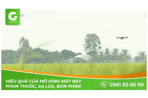 VTV9: Hiệu quả của mô hình máy bay phun thuốc, sạ lúa, bón phân GLOBALCHECK tại An Giang