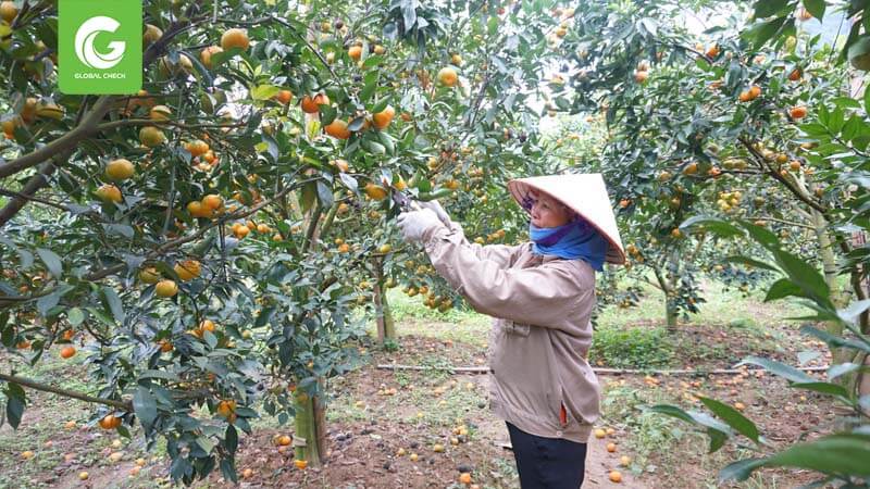 Máy bay phun thuốc Hòa Bình 