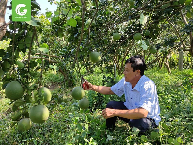 máy bay phun thuốc vĩnh long