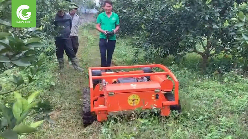 Dịch vụ cắt cỏ tại Thanh Hóa 