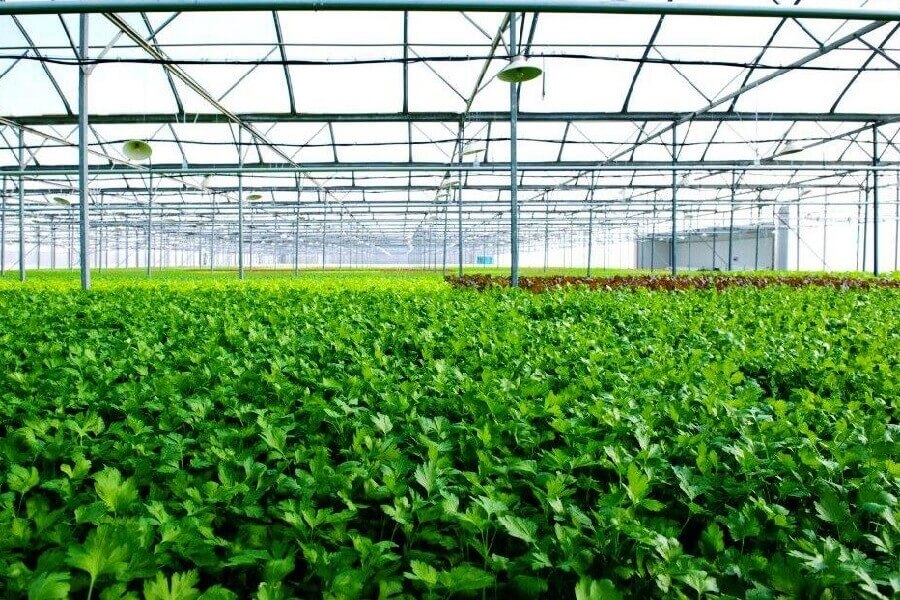 Nông nghiệp xanh bảo vệ môi trường- tăng giá trị