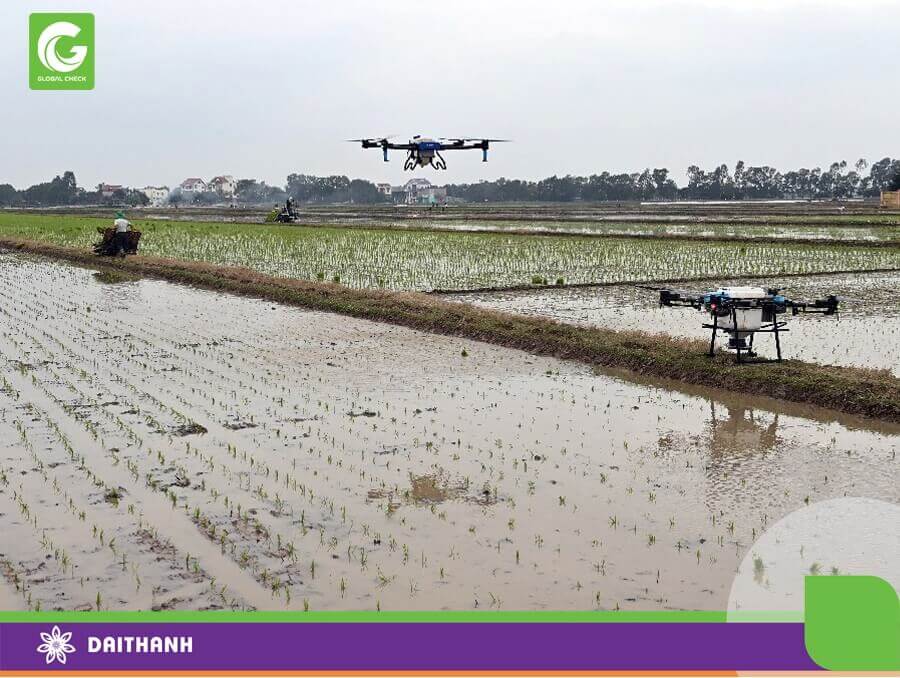 Công ty CP Đại Thành mang đến 2 chiếc máy bay nông nghiệp để phun thuốc và rải phân bón