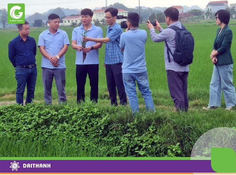 Phó giám đốc sở nông nghiệp Ninh Bình thăm mô hình cánh đồng công nghệ GlobalCheck