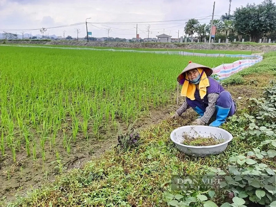 Bà Đinh Thị Tứ ở xã Yên Thắng, huyện Yên Mô (Ninh Bình) dọn cỏ cho rau bên ruộng lúa.