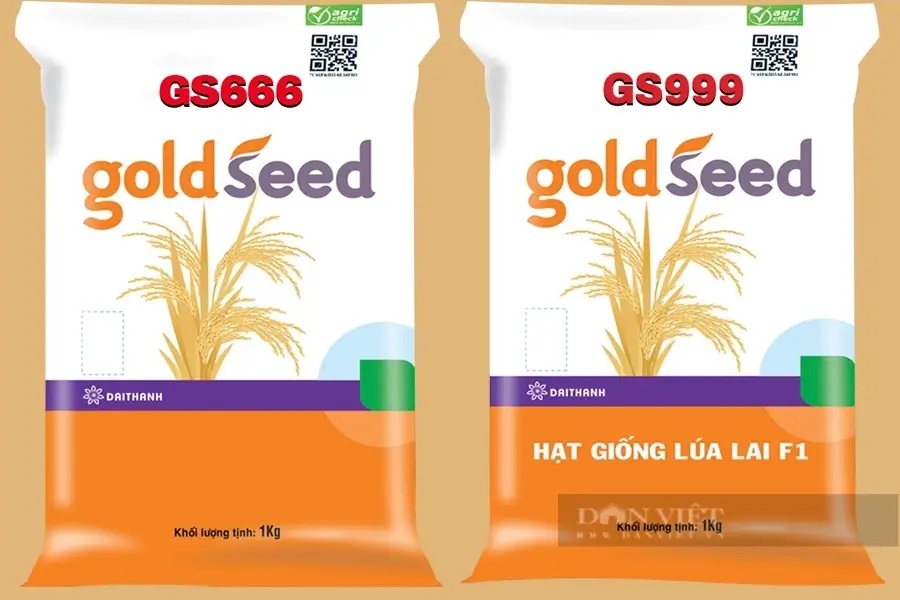 Giống lúa chất lượng cao GS666 và GS999 của Công ty CP Đại Thành.