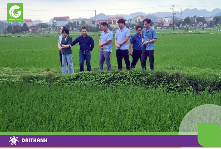 Đại Thành giới thiệu mô hình cánh đồng công nghệ GlobalCheck tới lãnh đạo tỉnh Ninh Bình