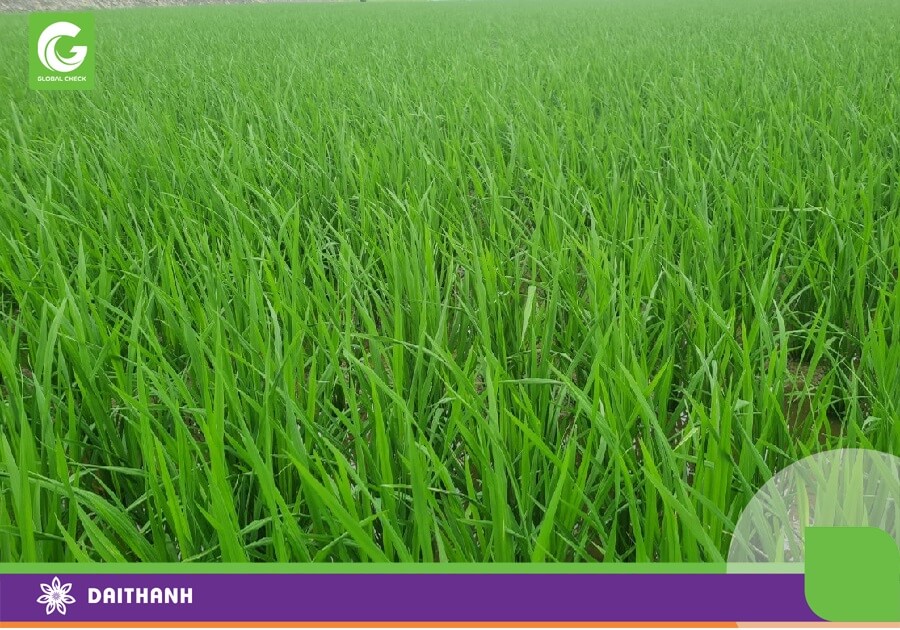 Lúa được 2 tháng áp dụng mô hình cánh đồng công nghệ tại Ninh Bình