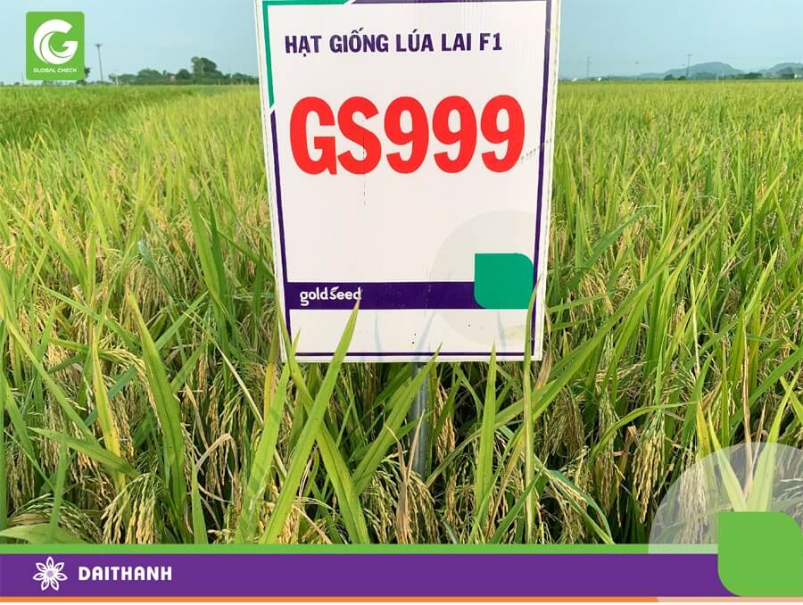 Lúa GS999 tại HTX Vân Trà chuẩn bị cho thu hoạch