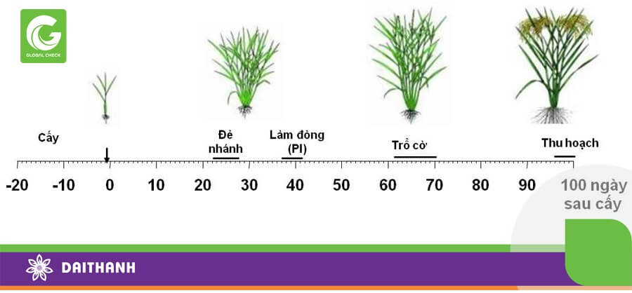 Xác định thời điểm Lúa đón đòng là rất quan trọng