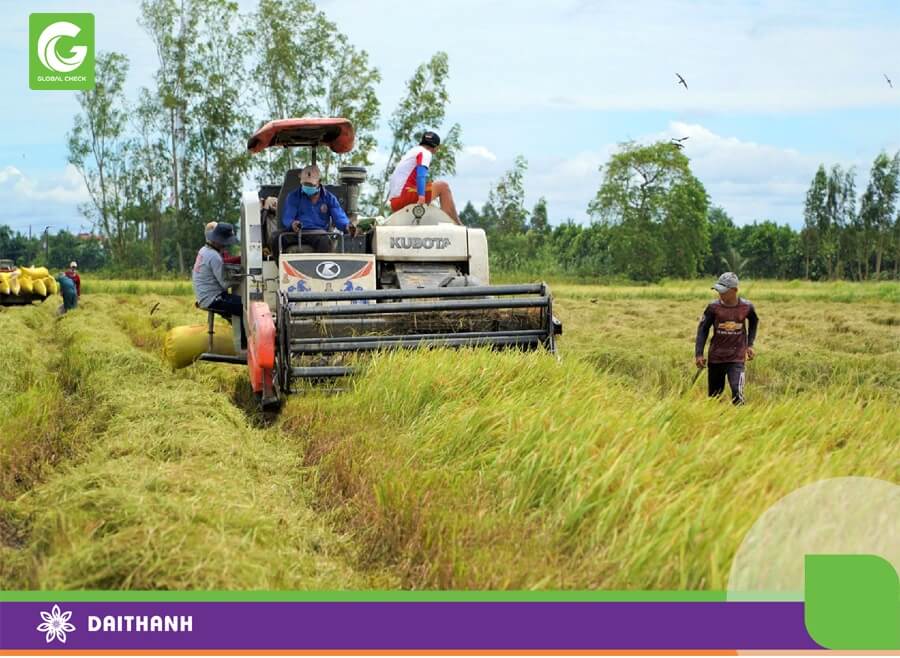 Vụ lúa Đông xuân 2023-2024 mang lại nhiều thắng lợi cho người dân và ngành nông nghiệp tỉnh Hậu Giang (Ảnh: Đức Minh)