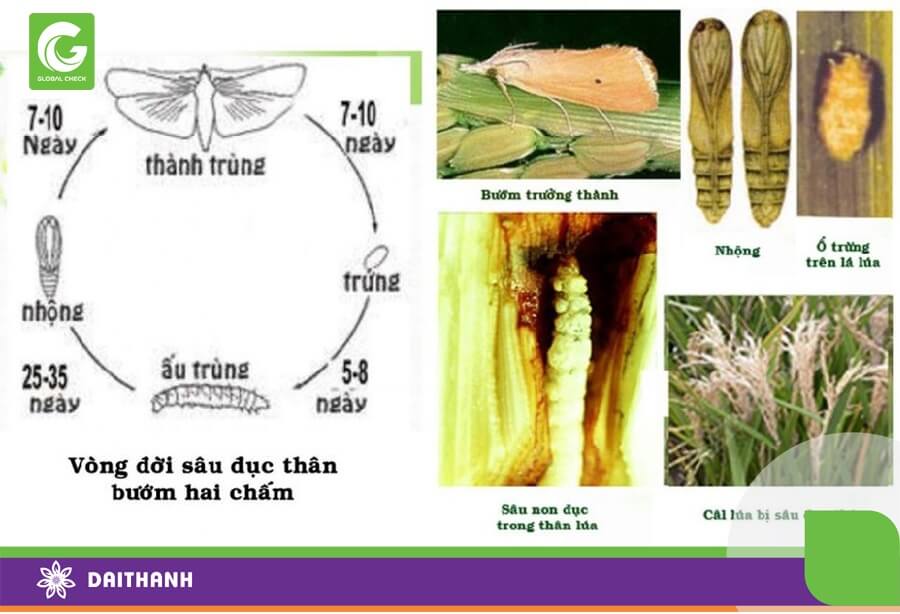 Sâu đục thân hại lúa có vòng đời phức tạp