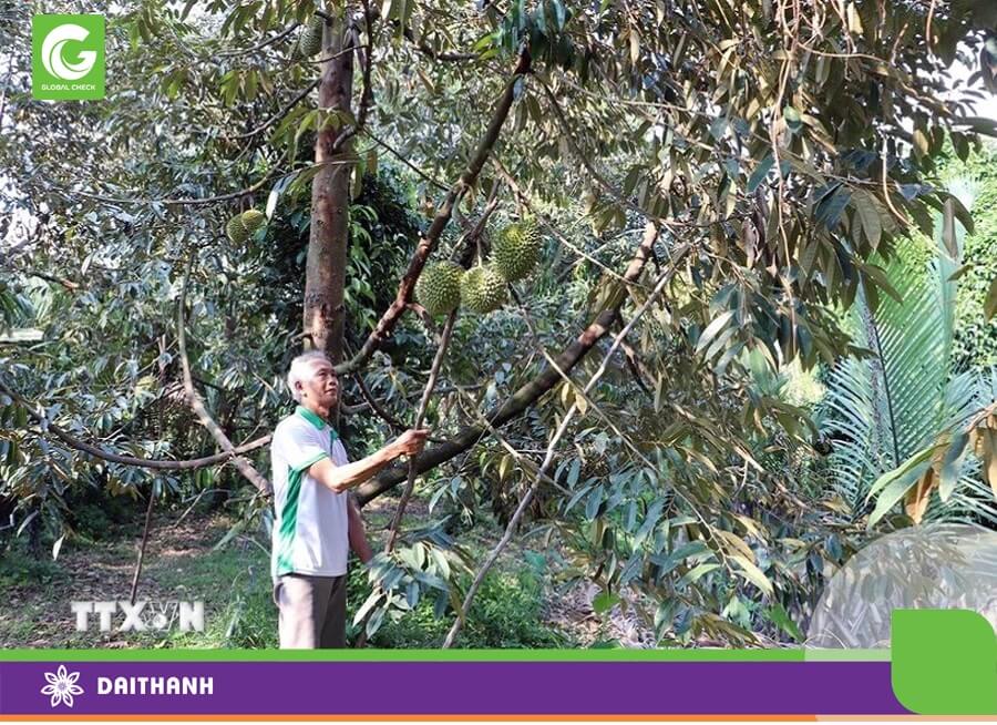 Thu hoạch sầu riêng ở xã Long Tiên, huyện Cai Lậy (Tiền Giang). (Ảnh: Minh Trí/TTXVN)