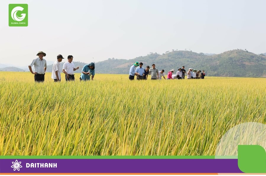 Đoàn tham quan mô hình canh tác lúa ướt - khô xen kẽ ở xã Bình Hòa, huyện Krông Ana, tỉnh Đắk Lắk. Ảnh: UBND Đắk Lắk