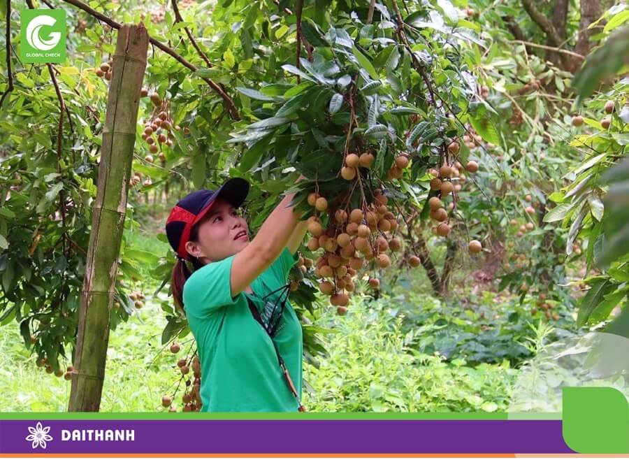 Tỉnh Hưng Yên tích cực chuyển đổi phương thức sản xuất để nâng cao giá trị sản phẩm nông nghiệp. Ảnh: Nguyễn Linh