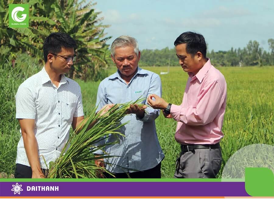 ông dân huyện Tam Nông mạnh dạn áp dụng quy trình kỹ thuật canh tác theo hướng bền vững giúp tăng thu nhập, nâng cao chất lượng hạt gạo (Ảnh: Mỹ Lý)