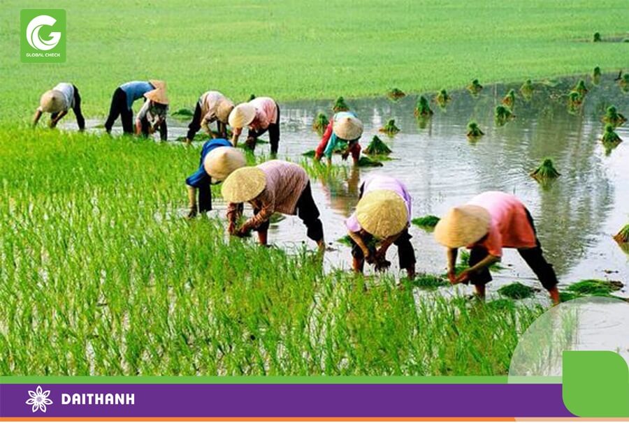 Tư duy làm nông manh mún, tự phát là cái khó của ngành nông nghiệp