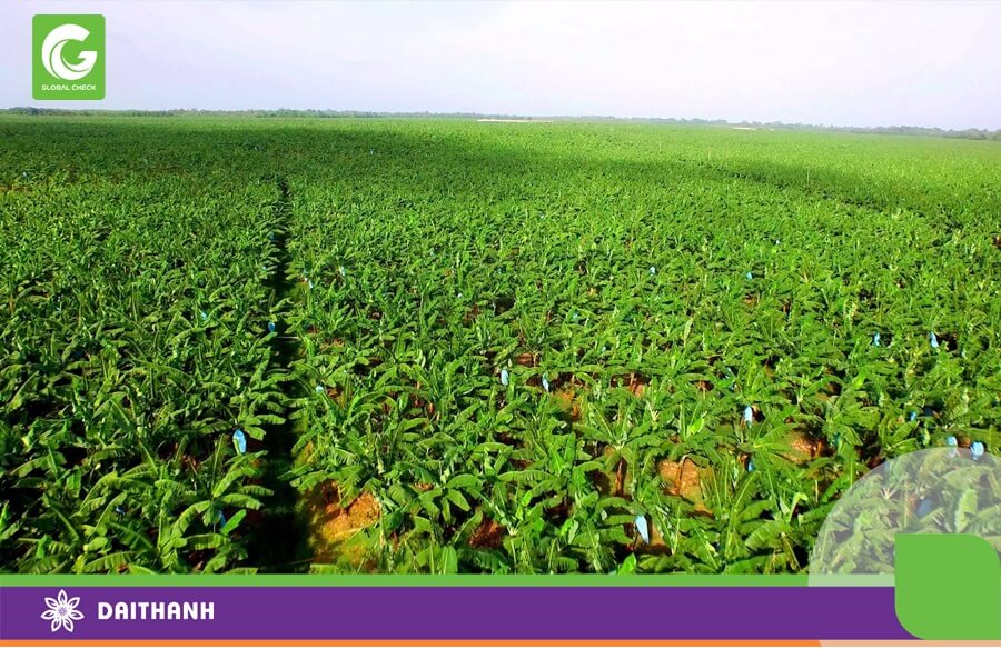 Chuối là cây ăn quả giá trị kinh tế cao