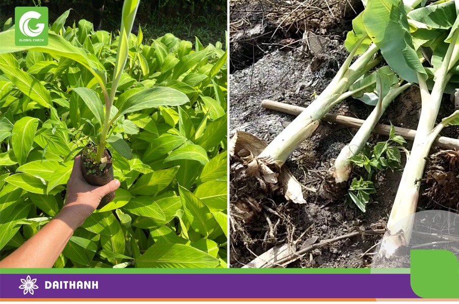 Chúng ta có thể lấy giống chuối từ trại giống hoặc tách cây con từ cây chuối sau thu hoạch