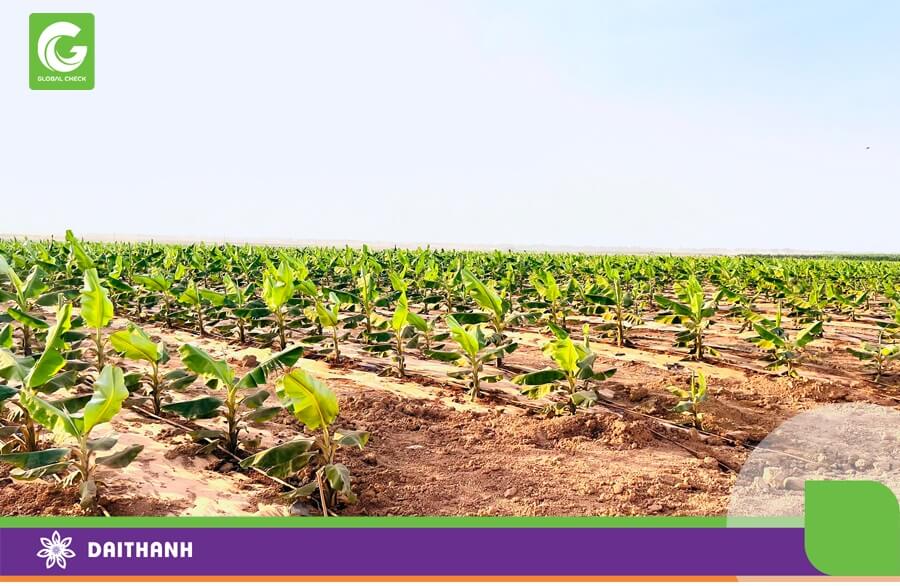 Mỗi loại chuối sẽ có khoảng cách các hàng khác nhau