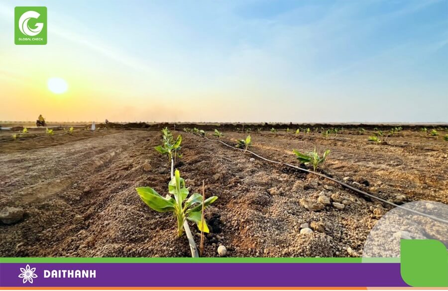 Chuối mới trồng cần được cung cấp đủ ẩm để cây con phát triển