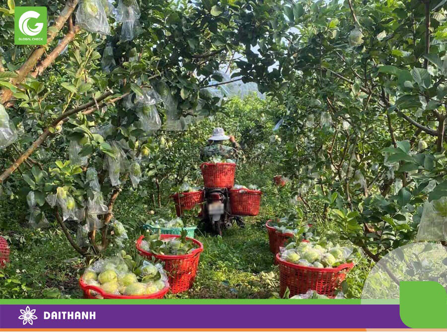 Thời điểm sau thu hoạch tỉa cành ổi là quan trọng nhất