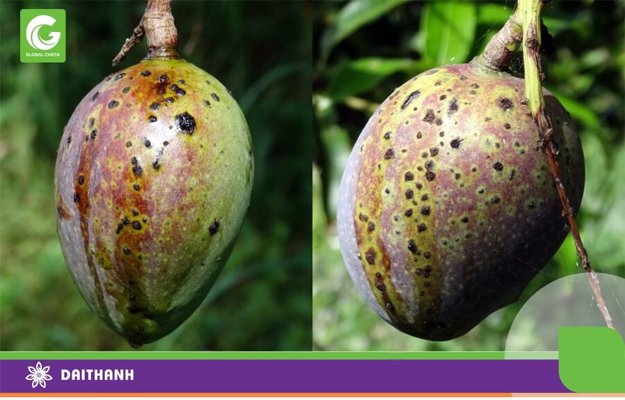 Bệnh đốm đen ở cây xoài