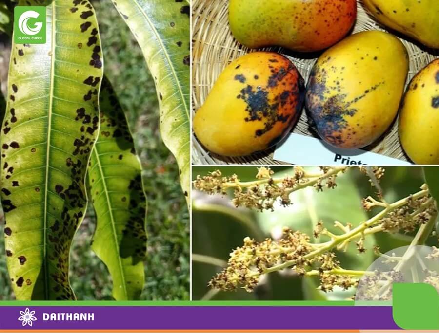 Bệnh khô đọt, thối trái ở cây xoài
