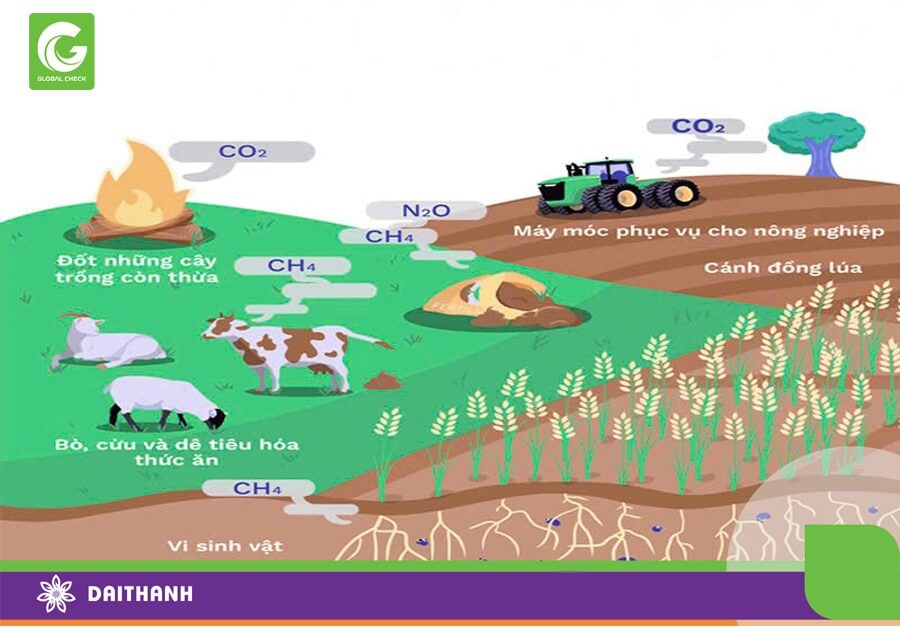 Sản xuất nông nghiệp phát ra lượng khí nhà kính không nhỏ
