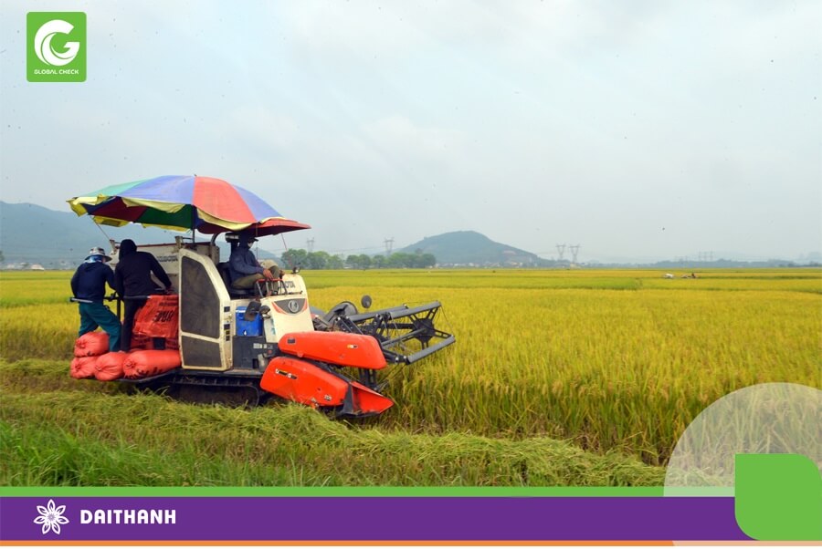 Sử dụng máy liên hợp giúp giảm thất thu khi thu hoạch lúa