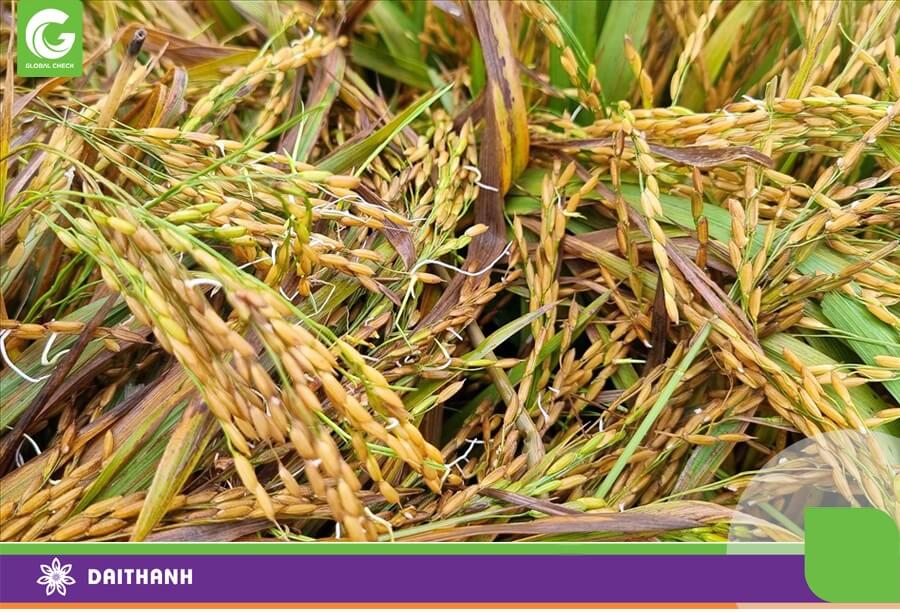 Mưa gió làm giảm chất lượng hạt thóc nghiêm trọng