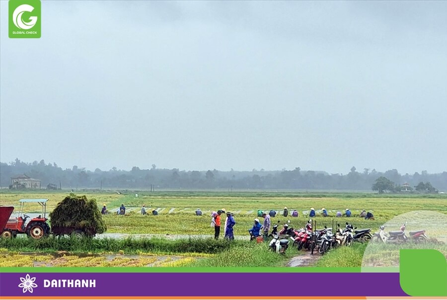 Mưa bão luôn là ác mộng với người nông dân