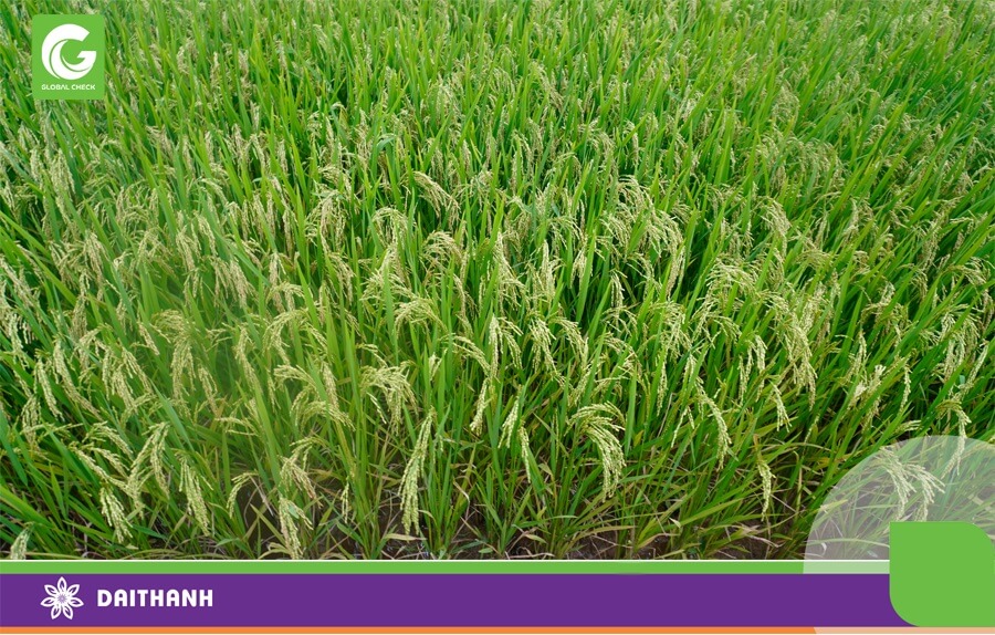 Lúa lai không chỉ cho năng suất cao mà còn rất đều và tập trung