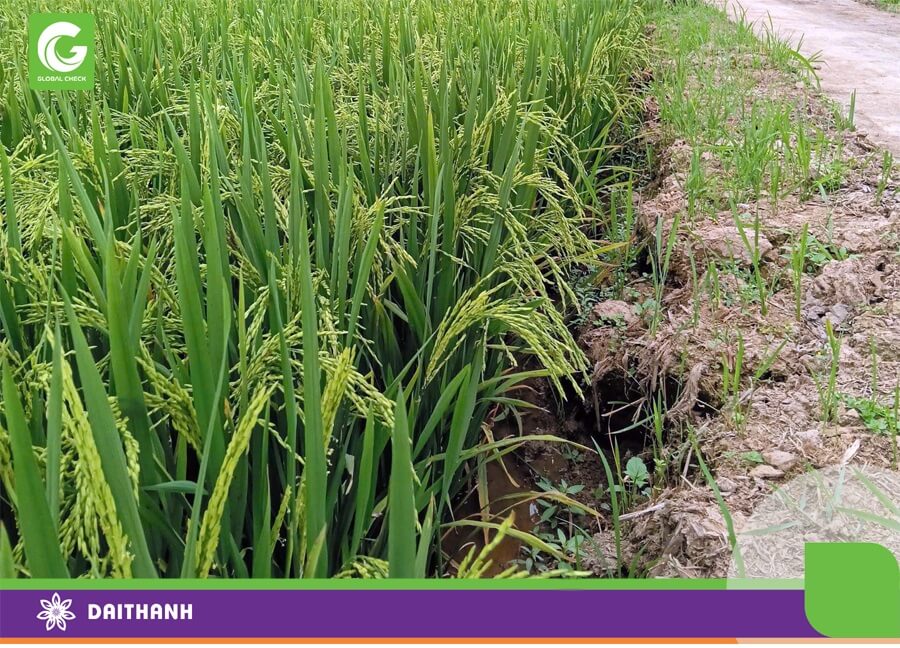 Lúa ngắn ngày GS999 trổ đều và tập trung