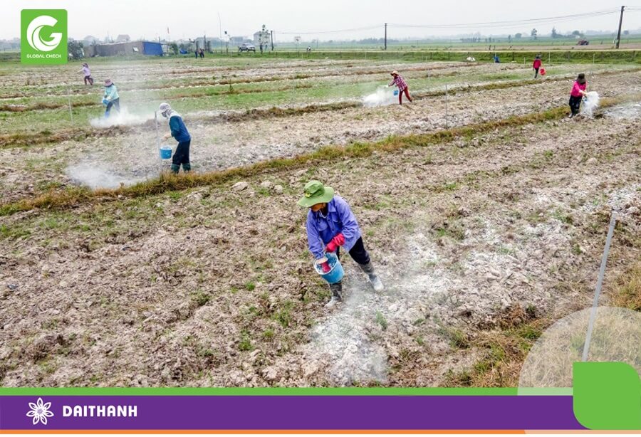 Lúa ngắn ngày giúp bà con có thêm thời gian cải tạo đất