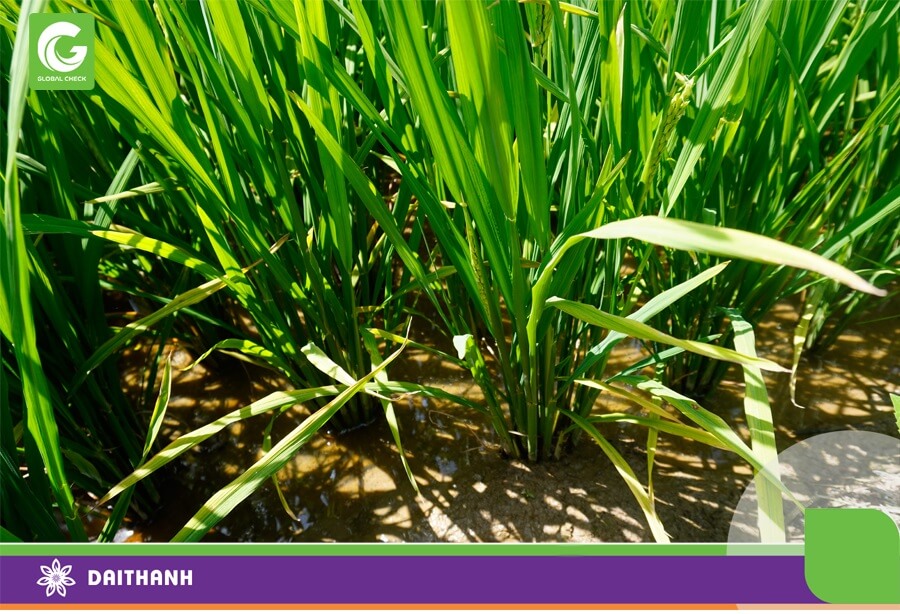 Lúa ngắn có sự tập trung cao, đẻ nhánh cũng phải tập trung sẽ cho năng suất cao