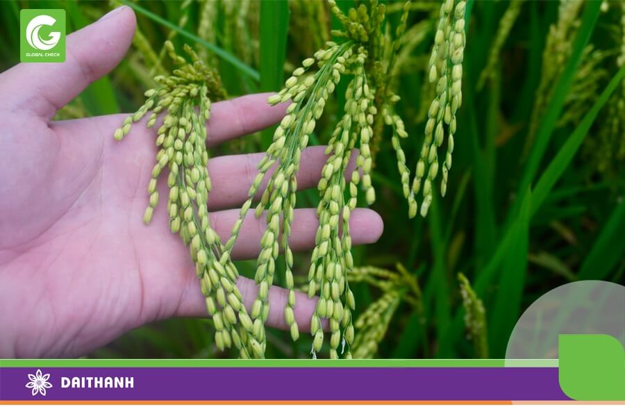 Lúa GS55 tại Yên Định- Thanh Hóa cho hạt chắc và đều