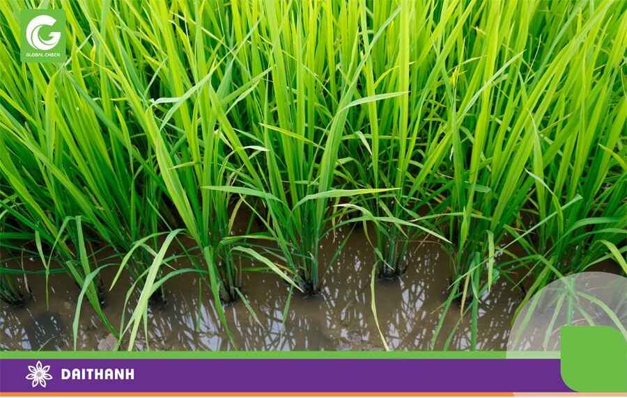 Cần cấp đủ nước cho cây lúa giai đoạn đẻ nhánh