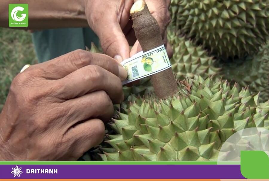 Mã số vùng trồng là một trong những yêu cầu bắt buộc nếu muốn xuất khẩu nông sản sang những nước phát triển