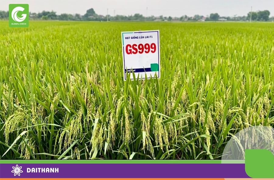 GS999 là giống lúa lai 3 dòng năng suất và chất lượng cao