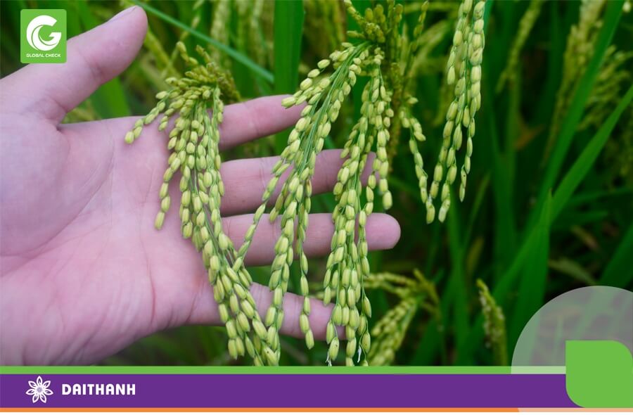 Phân bón hỗ trợ cây lúa phát triển tập trung sẽ đảm bảo chất lượng hạt đều và chắc