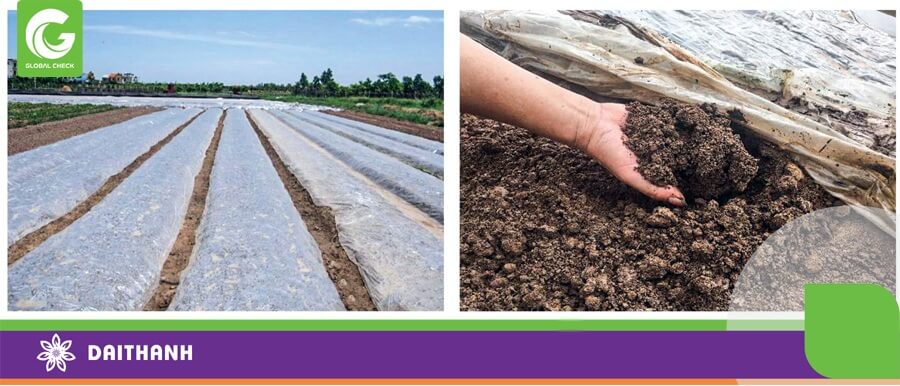 Phương pháp khử trùng đất bằng năng lượng mặt trời giúp đất tơi xốp